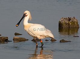 鳥,琵鷺,特塞爾島