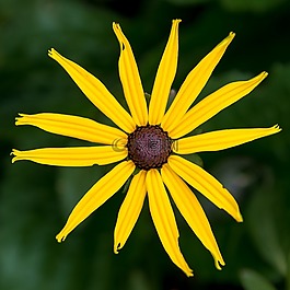 花,自然,花的