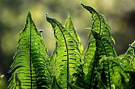 蕨類,蕨類植物,綠色