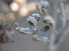 花,zesch?y,布朗