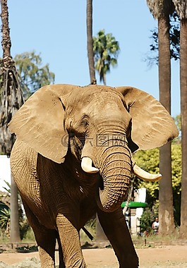 象,動物,動物園