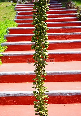 龍舌蘭,花序,廠