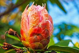樹(shù),開(kāi)花,紅色
