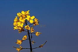 sennepsblomst,植物,天空