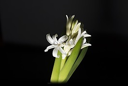 葫芦,哈辛托,白