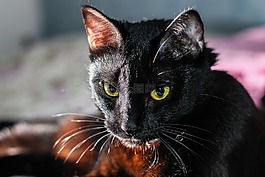 動物,黑貓,貓