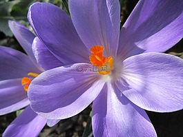 藏紅花,關閉,開花