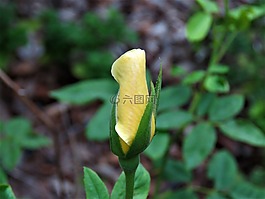 花,芽,黃色