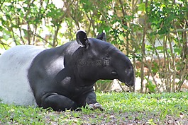 塔皮爾,動物,tapirus