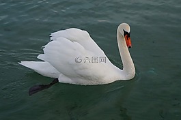湖,天鹅,阿纳西