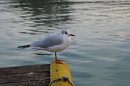 海鷗,湖,阿納西