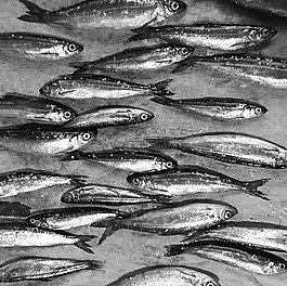 奶酪,魚,食物