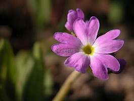 花,紫色,春天