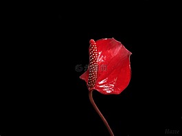 花卉,紅色花,大自然