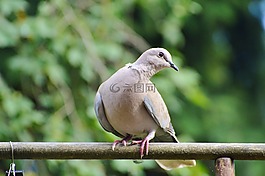 鴿子,鳥,街道聾