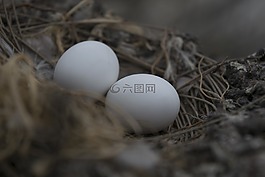 巢,食品,性質(zhì)