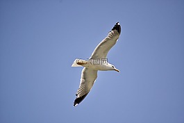 鳥,天空,藍色