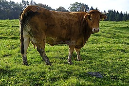 動物,牛,牛肉