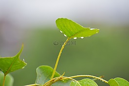 菩提樹葉,雨滴,菩提葉