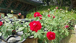 玫瑰,石頭墻,節(jié)