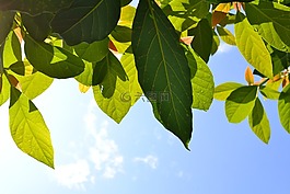 葉,植物,綠色
