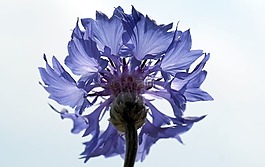 廠,性質(zhì),活