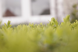 花卉園,鮮花,花園
