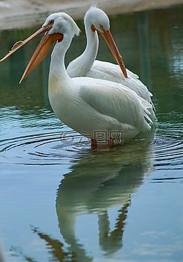 鵜鶘,自然,鳥