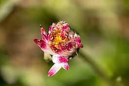 雛菊,花,指出花