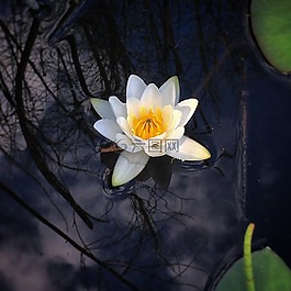 睡蓮,水,花