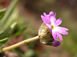 紫色,春天,花