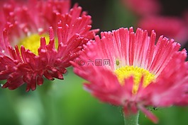 雏菊,蚜虫,bellie