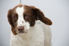 狗,施普林格,史宾格犬