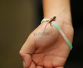 自然,人類,蜥蜴