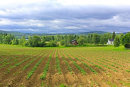 转到,马铃薯,hälsingland