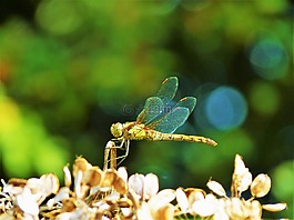 自然,蜻蜓,昆虫学