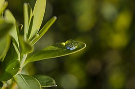 葉,植物,拖放
