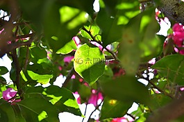 葉,光,鮮花