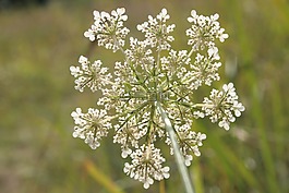 野生胡萝卜,胡萝卜卡洛塔,野生植物