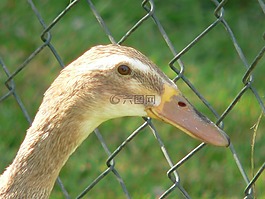 鴨,家禽,鳥(niǎo)