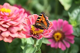 蝴蝶,性質(zhì),花