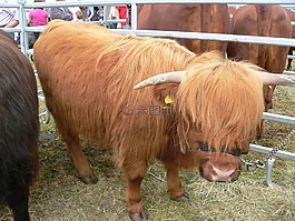 牛肉,展覽,動物
