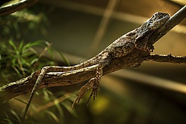 爬行動物,蜥蜴,壁虎
