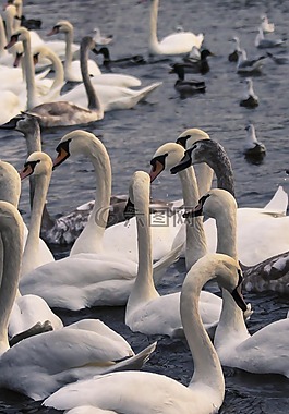 天鵝,鳥(niǎo),水禽