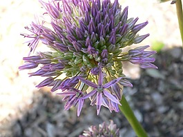花,夏季,性質(zhì)
