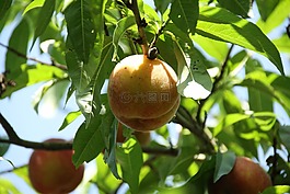 漁業,水果,花園