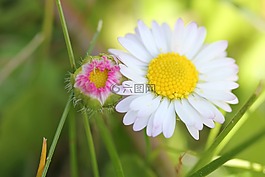黛西,花,青年