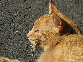 貓,貓臉,katzenkopf