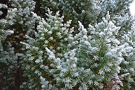 木材,冬天树,白雪花