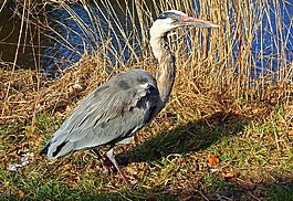 灰鷺,鷺,鳥